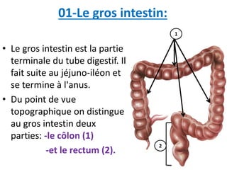 01-Le gros intestin:
• Le gros intestin est la partie
terminale du tube digestif. Il
fait suite au jéjuno-iléon et
se termine à l'anus.
• Du point de vue
topographique on distingue
au gros intestin deux
parties: -le côlon (1)
-et le rectum (2).
2
1
 