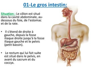 01-Le gros intestin:
Situation : Le côlon est situé
dans la cavité abdominale, au-
dessous du foie, de l'estomac
et de la rate.
• Il s'étend de droite à
gauche, depuis la fosse
iliaque droite jusqu'à la fosse
iliaque gauche et le pelvis
(petit bassin).
• Le rectum qui lui fait suite
est situé dans le pelvis, en
avant du sacrum et du
coccyx.
 