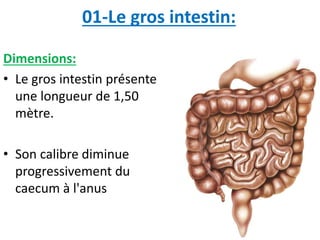 01-Le gros intestin:
Dimensions:
• Le gros intestin présente
une longueur de 1,50
mètre.
• Son calibre diminue
progressivement du
caecum à l'anus
 