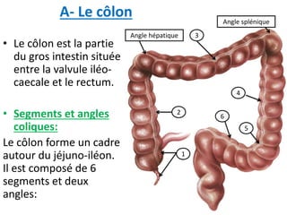A- Le côlon
• Le côlon est la partie
du gros intestin située
entre la valvule iléo-
caecale et le rectum.
• Segments et angles
coliques:
Le côlon forme un cadre
autour du jéjuno-iléon.
Il est composé de 6
segments et deux
angles:
1
2
3
4
5
6
Angle hépatique
Angle splénique
 