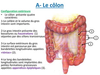 A- Le côlon
Configuration extérieure
• Le côlon présente quatre
caractères:
1-Le calibre et le volume du gros
intestin sont importants.
2-Le gros intestin présente des
bosselures ou haustrations (1)
séparées par des sillons transversaux
3-La surface extérieure du gros
intestin est parcourue par des
bandelettes longitudinales appelées
«ténias» (2).
4-Le long des bandelettes
longitudinales sont implantées des
petites formations graisseuses
appelées appendices épiploïques (3).
3
1
2
 