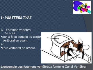 I - VERTEBRE TYPE
D - Foramen vertébral
Est limité
par la face dorsale du corps
vertébral en avant
et
l’arc vertébral en...