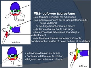 IIB2- colonne thoracique
-(a)le foramen vertébral est cylindrique
-(b)le pédicule s’incère sur la face postérieure du
corp...
