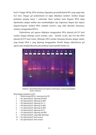 Hasil yang diperoleh untuk sel transforman adalah tumbuh pada kedua cawan kultur. Pada cawan kultur dengan ampisilin dan tanpa ampisilin, koloni E. coli tumbuh dengan koloni – koloni kecil dan koloni lebar (TBUD) (Tabel 2.).
