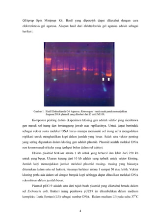 = K3 (plasmid pUC dipotong Pst  I)