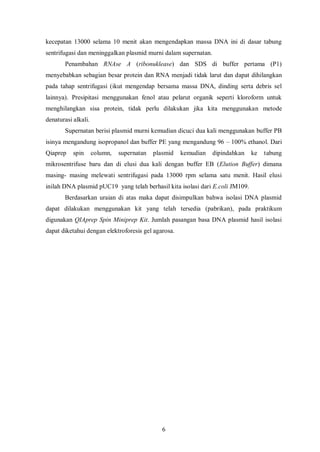 = A1 (plasmid pUC dipotong EcoRI)