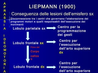 LIEPMANN (1900)LIEPMANN (1900)
Conseguenza delle lesioni dell’emisfero sxConseguenza delle lesioni dell’emisfero sx
AA
PP
RR
AA
SS
SS
II
AA
II
DD
EE
OO
MM
OO
TT
OO
RR
II
AA
Lobulo parietale sx Centro per la
programmazione
dei gesti
Lobulo frontale sx
Centro per
l’esecuzione
dell’arto superiore
Lobulo frontale dx
Centro per
l’esecuzione
dell’arto superiore
dx
Fibre del
Corpo
callos
o
Disconnessione tra i centri che governano l’elaborazione dei
programmi motori e quelli responsabili dell’esecuzione dei
movimenti
 