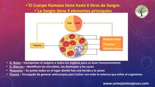 Globulos Rojos
Plaquetas
Globulos Blancos
El Cuerpo Humano tiene hasta 6 litros de Sangre.
La Sangre tiene 4 elementos principales
 G. Rojos – transportan el oxigeno a todos los organos para su buen funcionamiento
 G. Blancos – Identifican los microbios, los destruyen y los sacan
 Plaquetas – Se juntas todas en el lugar donde hay una herida y la sanan
 Plasma – Encargado de generar anticuerpos para luchar con todo lo externo que entre al organismo
www.semejantesajesus.com
 