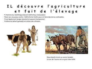 I L  d é c o u v r e  l’ a g r i c u l t u r e e t  f a i t  d e  l ’ é l e v a g e L'Homme du néolithique devient défricheur  (roturador).  Avec ses nouveaux outils, il défriche les forêts pour en faire des terres cultivables.  Il est également berger  (pastor)  et paysan  (campesino) .  Il élève du bétail ( ganado)  et cultive des céréales . Deux bœufs tirent un araire  (arado)  .  Le soc de l'araire est un gros silex taillé.  