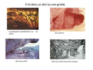 Abri-sous-roche Une caverne Ils grimpaient probablement sur  les arbres.   Il vit dans un abri ou une grott e Abri sous roche avec tente en peau  