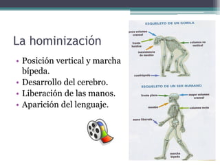 La hominización
• Posición vertical y marcha
  bípeda.
• Desarrollo del cerebro.
• Liberación de las manos.
• Aparición del lenguaje.
 