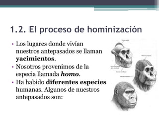 1.2. El proceso de hominización
• Los lugares donde vivían
  nuestros antepasados se llaman
  yacimientos.
• Nosotros provenimos de la
  especia llamada homo.
• Ha habido diferentes especies
  humanas. Algunos de nuestros
  antepasados son:
 