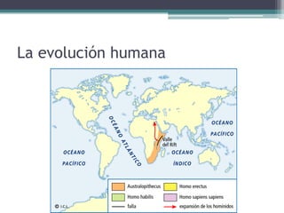 La evolución humana
 
