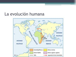 La evolución humana
 