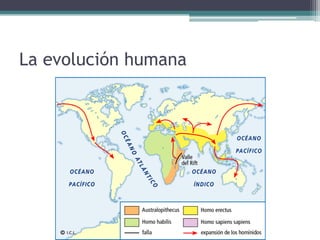 La evolución humana
 