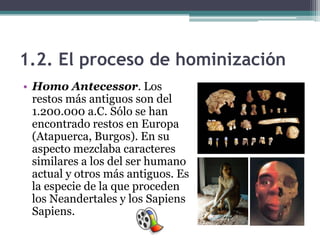1.2. El proceso de hominización
• Homo Antecessor. Los
  restos más antiguos son del
  1.200.000 a.C. Sólo se han
  encontrado restos en Europa
  (Atapuerca, Burgos). En su
  aspecto mezclaba caracteres
  similares a los del ser humano
  actual y otros más antiguos. Es
  la especie de la que proceden
  los Neandertales y los Sapiens
  Sapiens.
 