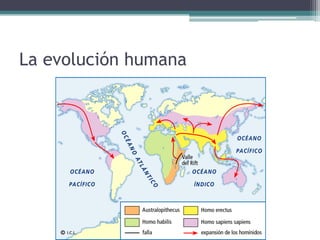 La evolución humana
 