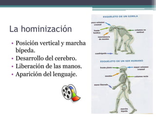 La hominización
• Posición vertical y marcha
  bípeda.
• Desarrollo del cerebro.
• Liberación de las manos.
• Aparición de...