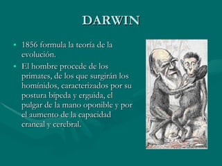 DARWIN 1856 formula la teoría de la evolución. El hombre procede de los primates, de los que surgirán los homínidos, caracterizados por su postura bípeda y erguida, el pulgar de la mano oponible y por el aumento de la capacidad craneal y cerebral. 