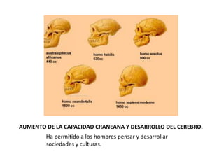 AUMENTO DE LA CAPACIDAD CRANEANA Y DESARROLLO DEL CEREBRO.
        Ha permitido a los hombres pensar y desarrollar
        sociedades y culturas.
 
