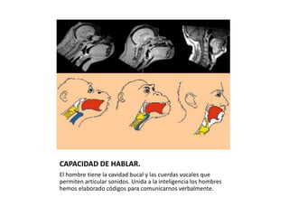 CAPACIDAD DE HABLAR.
El hombre tiene la cavidad bucal y las cuerdas vocales que
permiten articular sonidos. Unida a la inteligencia los hombres
hemos elaborado códigos para comunicarnos verbalmente.
 