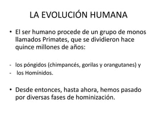 LA EVOLUCIÓN HUMANA
• El ser humano procede de un grupo de monos
  llamados Primates, que se dividieron hace
  quince millones de años:

- los póngidos (chimpancés, gorilas y orangutanes) y
- los Homínidos.

• Desde entonces, hasta ahora, hemos pasado
  por diversas fases de hominización.
 