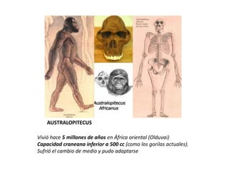 AUSTRALOPITECUS

Vivió hace 5 millones de años en África oriental (Olduvai)
Capacidad craneana inferior a 500 cc (como los gorilas actuales).
Sufrió el cambio de medio y pudo adaptarse
 