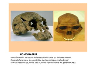 HOMO HÁBILIS
Pudo descender de los Australopitecos hace unos 2,5 millones de años.
Capacidad craneana de unos 630cc (casi como los australopitecos)
Fabricó utensilios de piedra y es el primer representante del género HOMO.
 