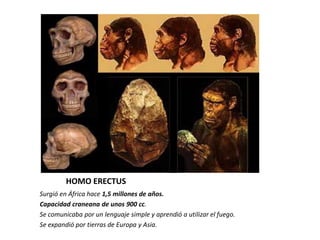 HOMO ERECTUS
Surgió en África hace 1,5 millones de años.
Capacidad craneana de unos 900 cc.
Se comunicaba por un lenguaje simple y aprendió a utilizar el fuego.
Se expandió por tierras de Europa y Asia.
 