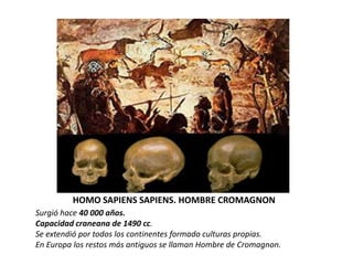 HOMO SAPIENS SAPIENS. HOMBRE CROMAGNON
Surgió hace 40 000 años.
Capacidad craneana de 1490 cc.
Se extendió por todos los continentes formado culturas propias.
En Europa los restos más antiguos se llaman Hombre de Cromagnon.
 