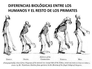 DIFERENCIAS BIOLÓGICAS ENTRE LOS
HUMANOS Y EL RESTO DE LOS PRIMATES
 