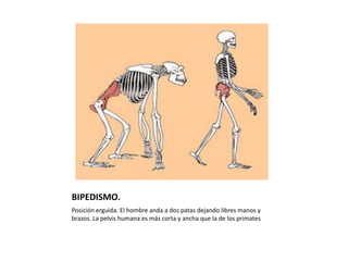 BIPEDISMO.
Posición erguida. El hombre anda a dos patas dejando libres manos y
brazos. La pelvis humana es más corta y ancha que la de los primates
 