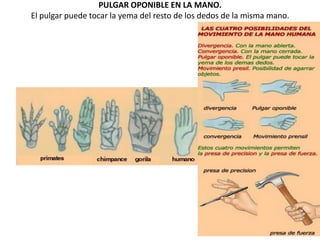 PULGAR OPONIBLE EN LA MANO.
El pulgar puede tocar la yema del resto de los dedos de la misma mano.
 