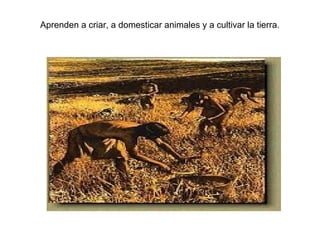 Aprenden a criar, a domesticar animales y a cultivar la tierra.
 