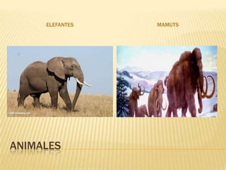 ELEFANTES   MAMUTS




ANIMALES
 