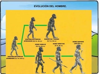 EVOLUCIÓN DEL HOMBRE.

 