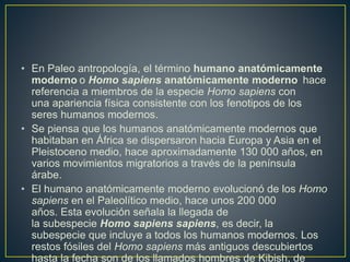 • En Paleo antropología, el término humano anatómicamente
moderno o Homo sapiens anatómicamente moderno hace
referencia a miembros de la especie Homo sapiens con
una apariencia física consistente con los fenotipos de los
seres humanos modernos.
• Se piensa que los humanos anatómicamente modernos que
habitaban en África se dispersaron hacia Europa y Asia en el
Pleistoceno medio, hace aproximadamente 130 000 años, en
varios movimientos migratorios a través de la península
árabe.
• El humano anatómicamente moderno evolucionó de los Homo
sapiens en el Paleolítico medio, hace unos 200 000
años. Esta evolución señala la llegada de
la subespecie Homo sapiens sapiens, es decir, la
subespecie que incluye a todos los humanos modernos. Los
restos fósiles del Homo sapiens más antiguos descubiertos
hasta la fecha son de los llamados hombres de Kibish, de
 