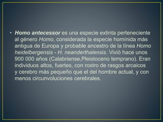 • Homo antecessor es una especie extinta perteneciente
al género Homo, considerada la especie homínida más
antigua de Europa y probable ancestro de la línea Homo
heidelbergensis - H. neanderthalensis. Vivió hace unos
900 000 años (Calabriense,Pleistoceno temprano). Eran
individuos altos, fuertes, con rostro de rasgos arcaicos
y cerebro más pequeño que el del hombre actual, y con
menos circunvoluciones cerebrales.
 