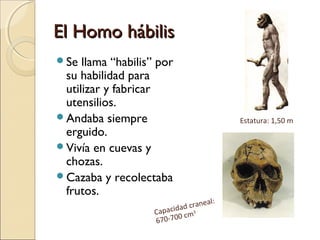 El Homo hábilisEl Homo hábilis
Se llama “habilis” por
su habilidad para
utilizar y fabricar
utensilios.
Andaba siempre
erguido.
Vivía en cuevas y
chozas.
Cazaba y recolectaba
frutos.
Estatura: 1,50 m
Capacidad craneal:
670-700 cm3
 
