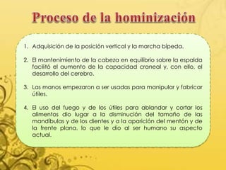 1. Adquisición de la posición vertical y la marcha bípeda.
2. El mantenimiento de la cabeza en equilibrio sobre la espalda
facilitó el aumento de la capacidad craneal y, con ello, el
desarrollo del cerebro.
3. Las manos empezaron a ser usadas para manipular y fabricar
útiles.
4. El uso del fuego y de los útiles para ablandar y cortar los
alimentos dio lugar a la disminución del tamaño de las
mandíbulas y de los dientes y a la aparición del mentón y de
la frente plana, lo que le dio al ser humano su aspecto
actual.
 