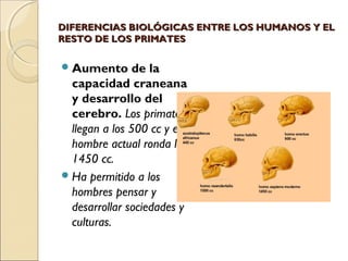 DIFERENCIAS BIOLÓGICAS ENTRE LOS HUMANOS Y ELDIFERENCIAS BIOLÓGICAS ENTRE LOS HUMANOS Y EL
RESTO DE LOS PRIMATESRESTO DE LOS PRIMATES
Aumento de la
capacidad craneana
y desarrollo del
cerebro. Los primates
llegan a los 500 cc y el
hombre actual ronda los
1450 cc.
Ha permitido a los
hombres pensar y
desarrollar sociedades y
culturas.
 