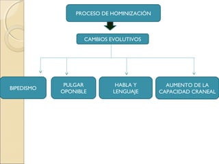 PROCESO DE HOMINIZACIÓN
CAMBIOS EVOLUTIVOS
BIPEDISMO
PULGAR
OPONIBLE
HABLA Y
LENGUAJE
AUMENTO DE LA
CAPACIDAD CRANEAL
 