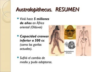 Australopithecus. RESUMENAustralopithecus. RESUMEN
Vivió hace 5 millones
de años en África
oriental (Olduvai)
Capacidad craneana
inferior a 500 cc
(como los gorilas
actuales).
Sufrió el cambio de
medio y pudo adaptarse.
 
