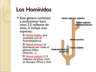 Los HomínidosLos Homínidos
Este género comenzó
a evolucionar hace
unos 2,5 millones de
años, e incluye tres
especies:
◦ El Homo habilis, que
coexistió con el
Australopitecus.
◦ El Homo erectus se
distribuyó por todo el
planeta (Asia,
Oceanía…)
◦ El Homo sapiens (1,5
millones de años) vivió
en Europa, África y Asia.
 