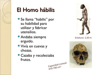 El Homo hábilisEl Homo hábilis
Se llama “habilis” por
su habilidad para
utilizar y fabricar
utensilios.
Andaba siempre
erguido.
Vivía en cuevas y
chozas.
Cazaba y recolectaba
frutos.
Estatura: 1,50 m
Capacidad craneal:
670-700 cm3
 