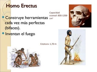 Homo ErectusHomo Erectus
Construye herramientas
cada vez más perfectas
(bifaces).
Inventan el fuego
Estatura: 1,70 m
Capacidad
craneal: 800-1200
cm3
 