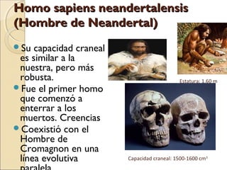 Homo sapiens neandertalensisHomo sapiens neandertalensis
(Hombre de Neandertal)(Hombre de Neandertal)
Su capacidad craneal
es similar a la
nuestra, pero más
robusta.
Fue el primer homo
que comenzó a
enterrar a los
muertos. Creencias
Coexistió con el
Hombre de
Cromagnon en una
línea evolutiva
Estatura: 1,60 m
Capacidad craneal: 1500-1600 cm3
 