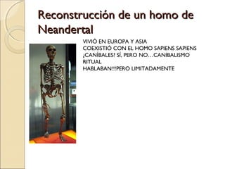 Reconstrucción de un homo deReconstrucción de un homo de
NeandertalNeandertal
VIVIÓ EN EUROPA Y ASIA
COEXISTIÓ CON EL HOMO SAPIENS SAPIENS
¿CANÍBALES? SÍ, PERO NO…CANIBALISMO
RITUAL
HABLABAN!!!PERO LIMITADAMENTE
 