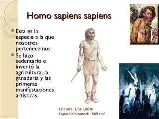 Homo sapiens sapiensHomo sapiens sapiens
Esta es la
especie a la que
nosotros
pertenecemos.
Se hizo
sedentario e
inventó la
agricultura, la
ganadería y las
primeras
manifestaciones
artísticas.
Estatura: 1,50-1,80 m
Capacidad craneal: 1600 cm3
 