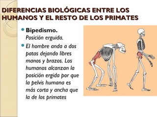 DIFERENCIAS BIOLÓGICAS ENTRE LOSDIFERENCIAS BIOLÓGICAS ENTRE LOS
HUMANOS Y EL RESTO DE LOS PRIMATESHUMANOS Y EL RESTO DE LOS PRIMATES
Bipedismo.
Posición erguida.
El hombre anda a dos
patas dejando libres
manos y brazos. Los
humanos alcanzan la
posición ergida por que
la pelvis humana es
más corta y ancha que
la de los primates
 